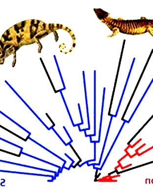 Evolution of a Snake