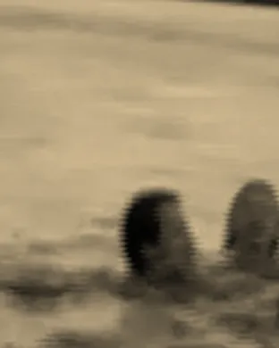 Racing Mount Pleasant San Francisco