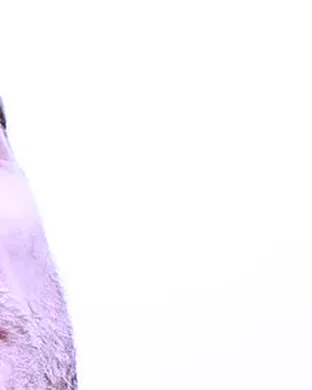 Sleaford Mods San Francisco