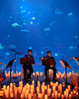 The Aquarium